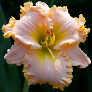 Multitude Of Ruffles